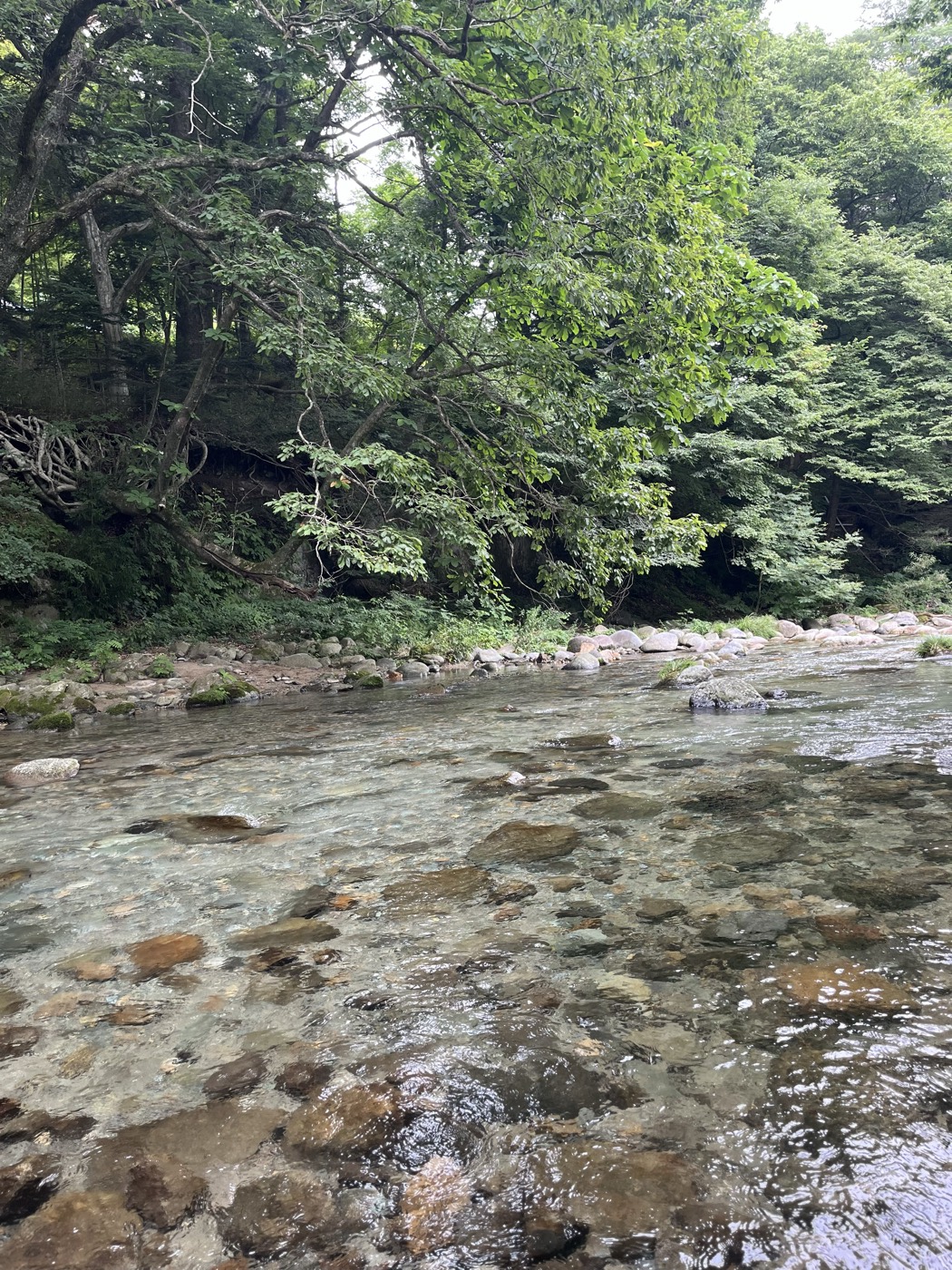 木の俣渓谷の澄んだ流れと川岸の木立